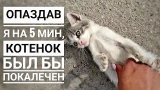 История Белобрысой, 4 месяца жизни за 1 ролик. она так и не нашла добрых рук😔