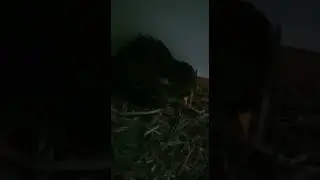 Owl nest building.. talking to Chris (maybe telling him he wants an egg 🤣)