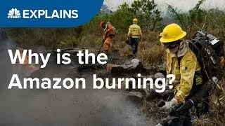 Why is the Amazon burning? | CNBC Explains