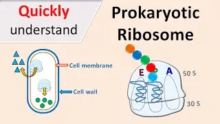 Prokaryotic Ribosomes | 70S Ribosomes