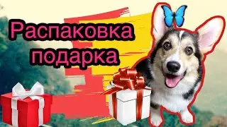 Корги Луночка булочка подарила мне АЙФОН??? | Корги Луна из ТИК ТОК 