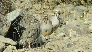 Охота кеклики Keklik sesi Кабк шикор Partridge hunting  Chukar avi  شکار کبک