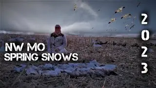 NW Missouri Spring Snows 2023 | INSANE CLOSE Decoying Action | Lots of Juvies