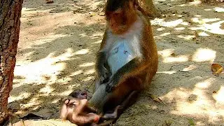 The miserable life of baby monkey in Part II, Why mom hate her own baby like that