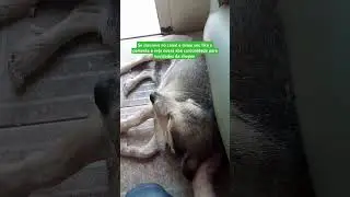 Cachorro vidente, Dog mega fofinho #cachorro #br #pets