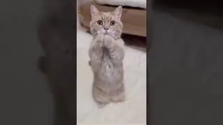 Funny Cat Dance. 