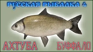 РР4 АХТУБА БУФФАЛО / РУССКАЯ РЫБАЛКА 4 АХТУБА БУФФАЛО / RUSSIAN FISHING 4 AKHTUBA RIVER BUFFALO