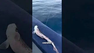 Cette Femme a Sauvé un Bébé REQUIN🐟😮