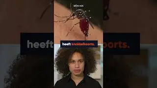 🦟 Moet jij je zorgen maken over knokkelkoorts?