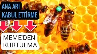 ANA ARI KABUL ETTİRME VE MEME'DEN KURTULMA BAL DONEMINDE NE FAYDA