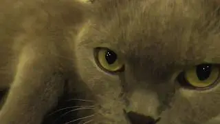 кошка с котятами  видео 22 дня нашим котятам