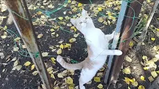 Славянск.21.10.24. Солнечное Настроение 🌞. Рыжий День.‼️Варим Гороховый Суп.
