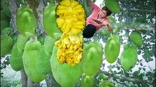 Harvesting Jack Fruit Garden , White Sugarcane Go to the market to sell - Bad Day With Green Garden