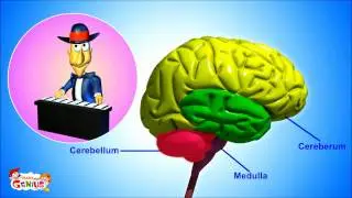 The Nervous System- Animation-Video for Kids -from www.makemegenius.com