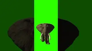 Green Screen Elephant Running | Green Screen Elephant | 