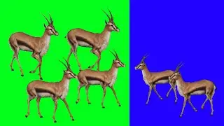 Wild Deer Green Screen Video | VFX CREATER STUDIO