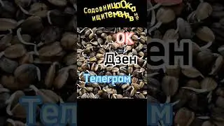 У растений есть ПУПОК!