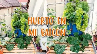 Cómo hacer un HUERTO urbano en el BALCÓN 🥕🥬  ¡FACILÍSIMO!