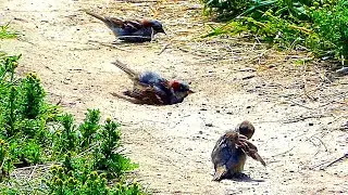 Футаж Птички Воробьи Купаются в Песке. Прикольные Футажи. Видео для Монтажа. Футажи для Видеомонтажа