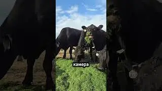 Как коровы превращают траву в молоко?🐄🥛👌✨