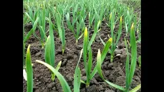 У чеснока пожелтели кончики листьев У лука тоже Как исправить эту ситуацию