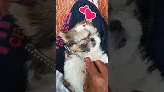 Cute puppy Jessi Sleeping while I comb her hair. #shihtzu #shihtzudog #shihtzupuppy #doglover