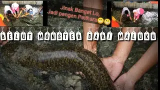 Apa benar ini belut Terbesar?? Penampakan Morea Dari Maluku