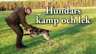 Hundskolan: Hundars kamp och lek