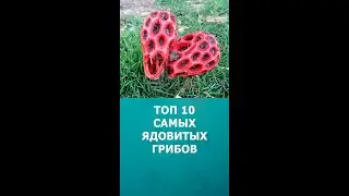 Топ 10 самых ядовитых грибов в мире 