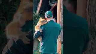 Beautiful koala 🇦🇺 #shorts #ytshorts #yt #capcut