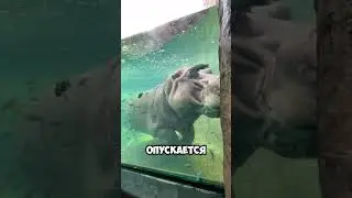 Самое Опасное Животное на Земле — Гиппопотам! ☠️😱🦛 