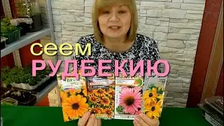ВЫРАЩИВАНИЕ РУДБЕКИИ НА РАССАДУ. СОВЕТЫ от ЗЕЛЕНОГО ОГОРОДА!