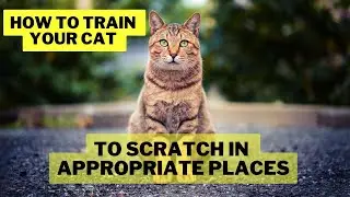 How to Train Your Cat to Scratch in Appropriate Places / Cat Scratching / Cat Grooming