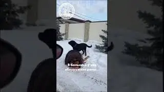 Мать закрыла собой сына от агрессивного ротвейлера