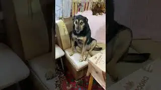 ❗️Узнали породу Люсеньки😍 