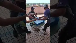 Extreme Finish! Knight Shield vs Knight Shield | Beyblade X Tournament Saujana Upperground XIX