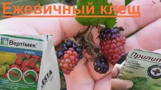 Ежевичный клещ: признаки и как бороться.