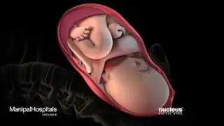 Labor And Delivery During Vaginal Child Birth   Manipal Hospitals baby