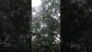 Летний дождь, летний дождь начался сегодня поздно... Настоящий ливень Ураган Гроза 