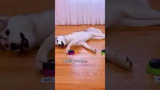 Dog Answers Fan Questions Using Talking Buttons! (OUTTAKE)