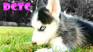 Siberian Husky Puppy Meets 8 Year Old German Shepherd Dog For The First Time DCTC Videos