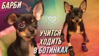 Учится ходить в ботинках • Той-Терьер Барби / AIDA ASKEROVA
