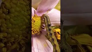 Big Caterpillar Eats Kosmos Flower. 11.october.2022. Kyiv, Ukraine.
