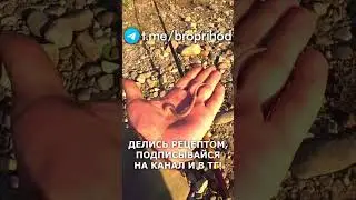 Делаешь так же?) #рыбалка #fishing #рыба #бутерброд #рецепт #братьяПриходько #удочка #хариус