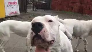AZGIN DİŞİ DOGO ARJANTİN Köpek ve ÇİFTLEŞME KİTLEME