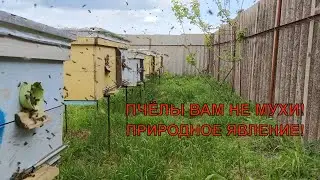 Природное явление на пасеке такое не каждый увидит как пчёлы бегут с поля перед дождём🐝🐝🐝