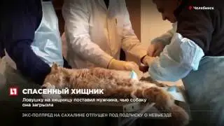 Челябинские зоозащитники не позволили застрелить рысь, попавшую в капкан