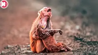 25 Animals Who Asked People for Help!