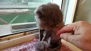 Чудо по имени Зая