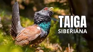 TAIGA SIBERIANA | O Gigante Gelado da Rússia - Documentário